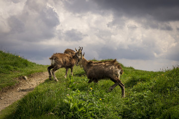 Fototapeta premium Tatra Chamois ( Rupicapra rupicapra tatrica ). Tatra Mountains. Poland.