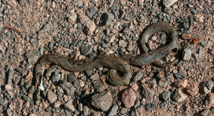 Tote Schlange im Pfälzer Wald