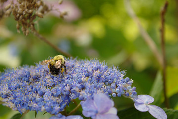 Yellow and Black Fuzzy Bumblebee Pollinator With Shiny Transparent Wings Sprinkled with Tiny Flecks of Pollen on Pale Blue Panacled Hydrangea Flower Blossoms