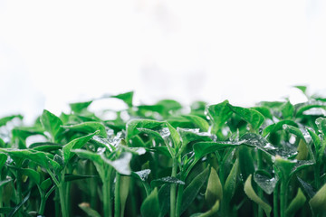 Green leaves on a young pepper on a white background