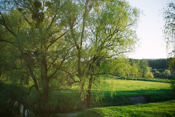 Fototapeta na wymiar Spring evening landscape on the field in the rays of the evening sun