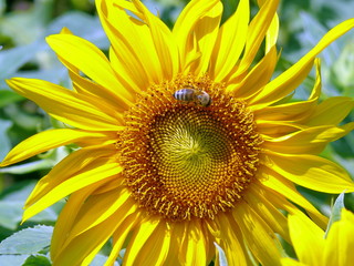 Obraz premium Bee on a flower