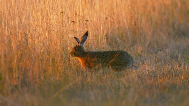 European hare (Lepus europaeus) early in the morning