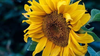 flowering sunflower closeup