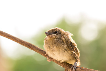 Brown baby bird