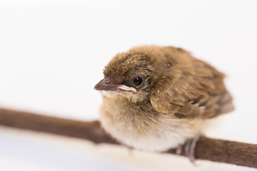 Brown baby bird