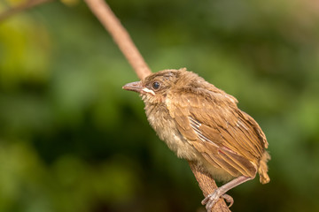 Brown baby bird