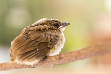 Baby bird