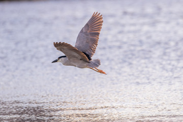 natureza pôr do sol 