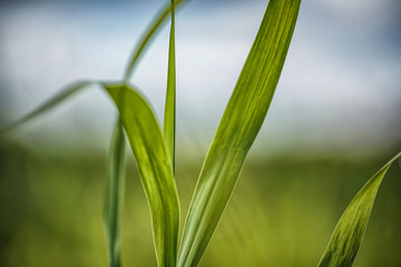 Detailed close up picture of green grass leaf with blurred background