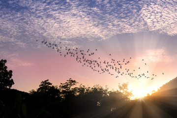 Birds flying..Silhouette flock of birds flying over the mountain top with sunbeam twilight cloudy sky at sunset.