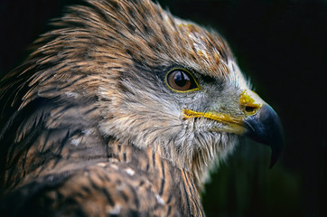 Hawk