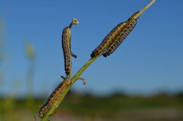 Caterpillar Family Sitting On A Branch