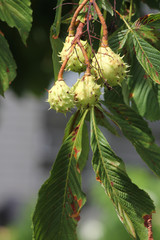 American chestnut (Castanea dentate) tree with spiny fruit growing in an urban area in South Eastern Ontario Canada. 



