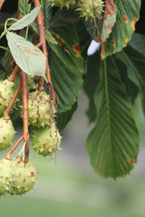 American chestnut (Castanea dentate) tree with spiny fruit growing in an urban area in South Eastern Ontario Canada. 



