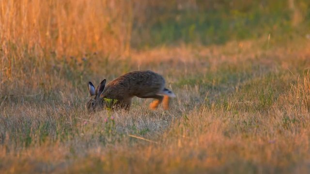 European hare (Lepus europaeus) early in the morning