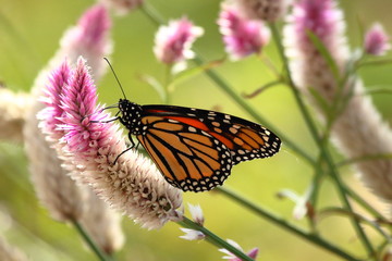 Fototapeta na wymiar A Monarch Butterfly feeds on Celosia flowers in my garden on a late summer afternoon. 