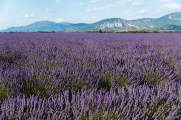 beautiful violet lavender flowers in field in provence, france
