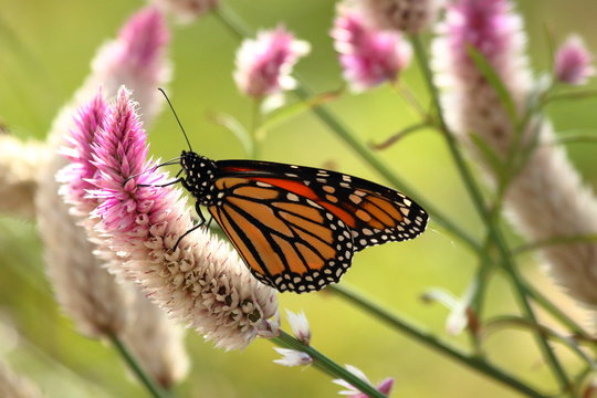 A Monarch Butterfly feeds on Celosia flowers in my garden on a late summer afternoon.

