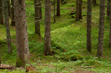 Fototapeta premium alpine forest of firs