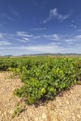 Vineyards in the region of La Rioja