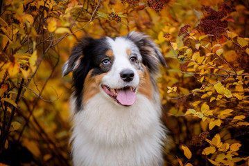 Aussie, marble the Australian shepherd portrait in autumn on a background of yellow shrubs and trees
