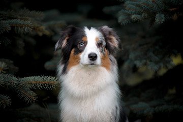 Aussie, the Australian shepherd, the portrait comes out of the oil