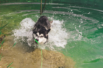 Black and white husky is enjoying, running, hugging in the water, dumb. A sunny day at the lake and in the woods with a dog walk