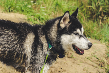 Black and white husky is enjoying, running, hugging in the water, dumb. A sunny day at the lake and in the woods with a dog walk