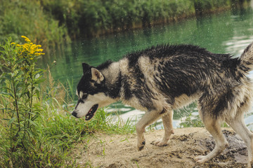 Naklejka na ściany i meble Black and white husky is enjoying, running, hugging in the water, dumb. A sunny day at the lake and in the woods with a dog walk