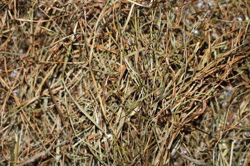 Background of dry hay
