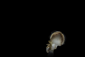 Cuttlefish eating fish with black isolated background