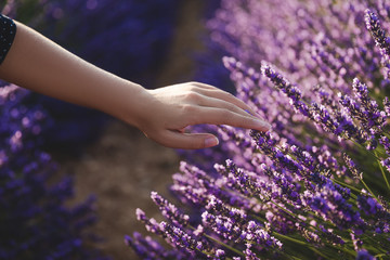 cropped shot of woman touching beautiful purple lavender flowers