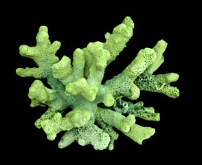 coral isolated on black background © Dmitry