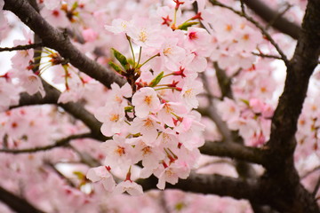 集まっている桜