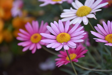 花壇のデイジー