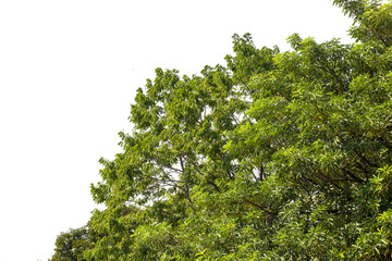 green leaf of treetop isolated on white background