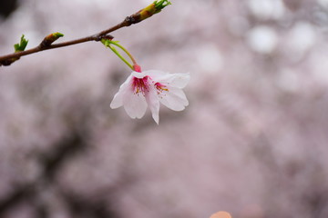 細い枝から垂れている２つの桜の花、cherryblossom