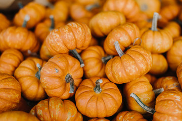 Small pumpkins