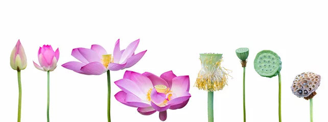 Foto auf Acrylglas Lotus Blume Lotus-Sammlung auf weiß
