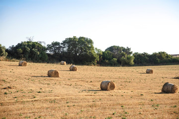 Fototapeta na wymiar dry hay bales on agricultural field at provence, france