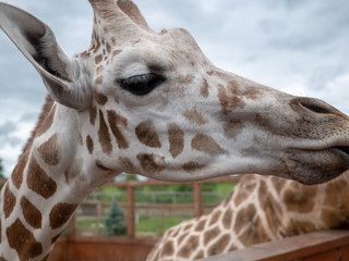 Giraffe yellow brown spots head safari wildlife.