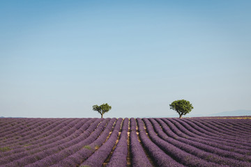Fototapeta na wymiar two green trees on beautiful purple lavender field in provence, france