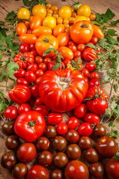 Colored fresh tomatoes
