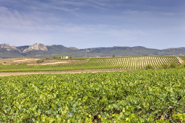 Fototapeta na wymiar Vineyards in the region of La Rioja in Spain
