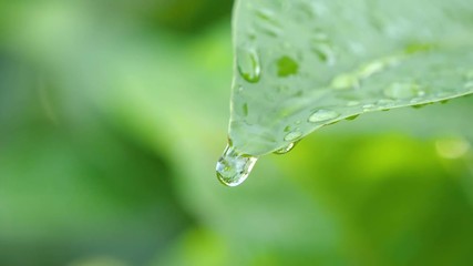 Slow motion video of water drop on green leaf on bokeh background (High Speed Video)