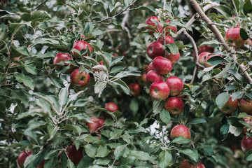 Fototapeta premium Apples from orchard