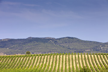 Fototapeta premium Vineyards in the region of La Rioja in Spain