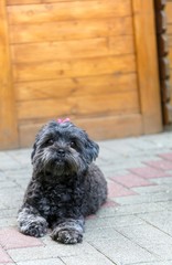 Kleiner Schwarzer Hund mit rosa Blume im Haar