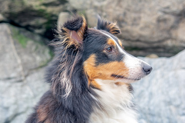 Sheltie